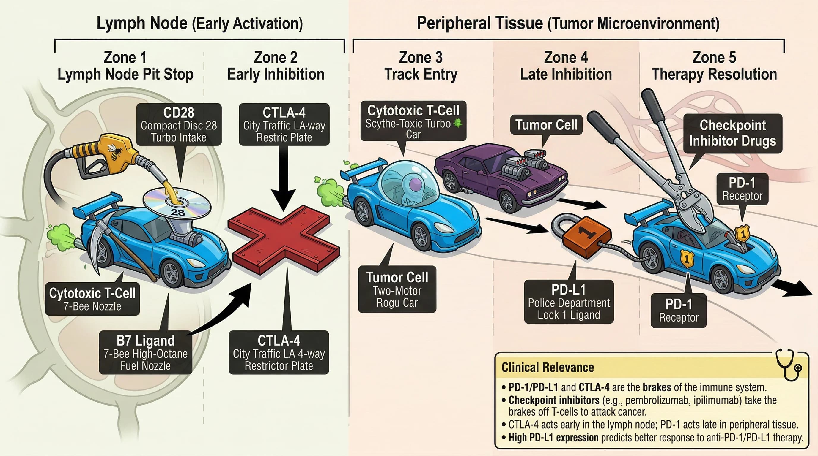 Visual mnemonic for Immune Checkpoint Inhibitors PD-1 PD-L1 CTLA-4 Cancer Immunotherapy using Automotive / Car Racing analogy